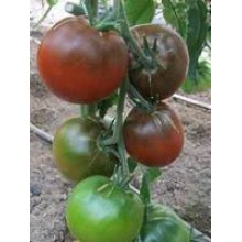 Редкие сорта томатов Черная Конфетка